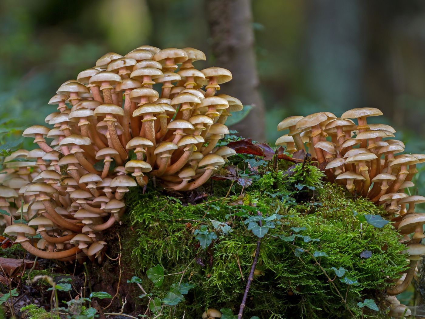 Лесные грибы опята растут на покрытым мхом пне