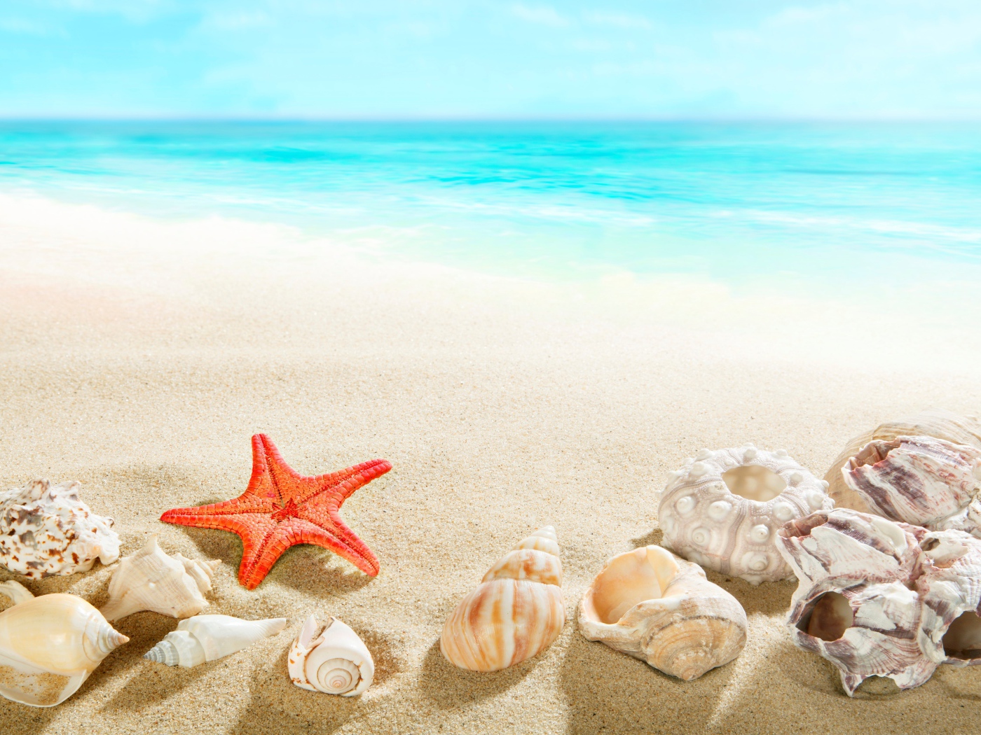 Морская звезда и ракушки на песке у голубой воды моря