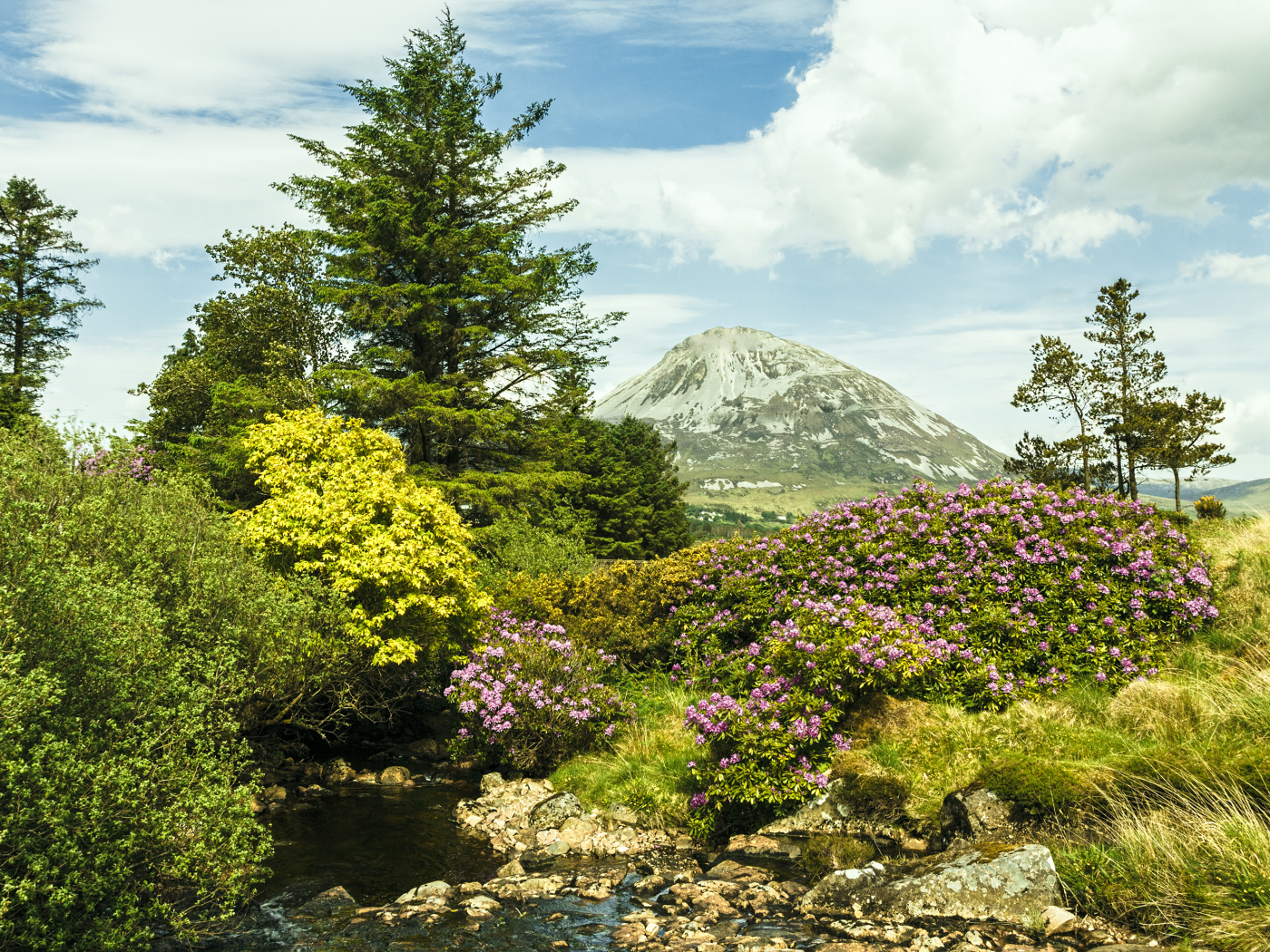 Красивая цветущая природа и ручей на фоне горы 