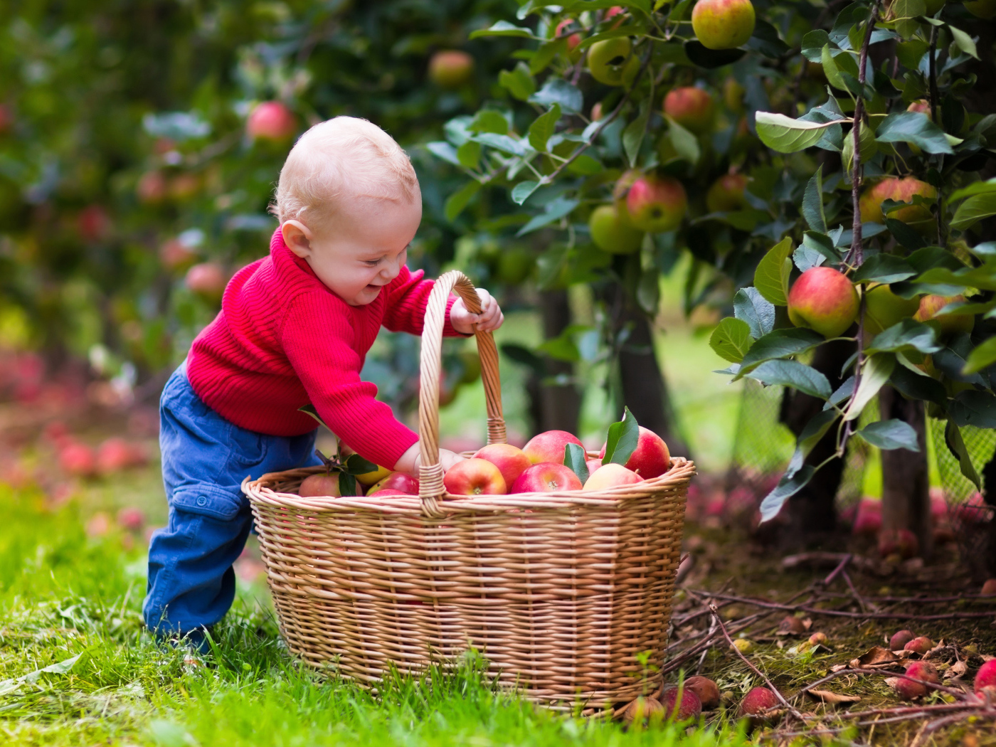 Милый улыбающийся малыш с корзиной яблок в саду