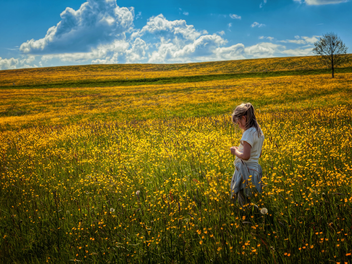 Маленькая девочка гуляет по полю с желтыми цветами