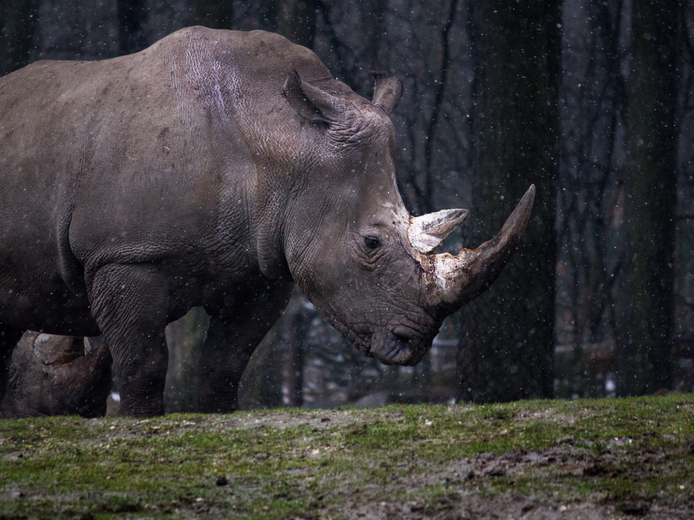 Большой носорог в лесу