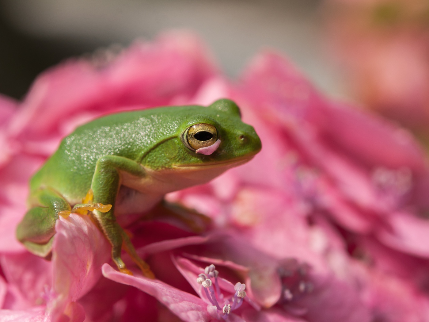 Зеленая лягушка сидит на розовом цветке