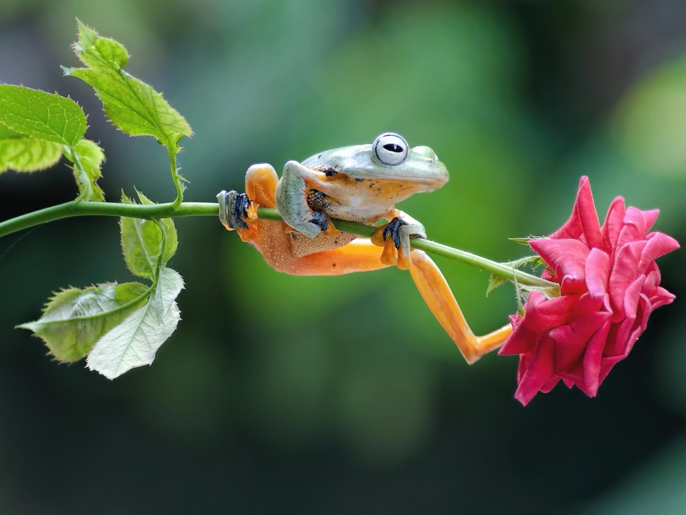 Маленькая зеленая лягушка сидит на розе