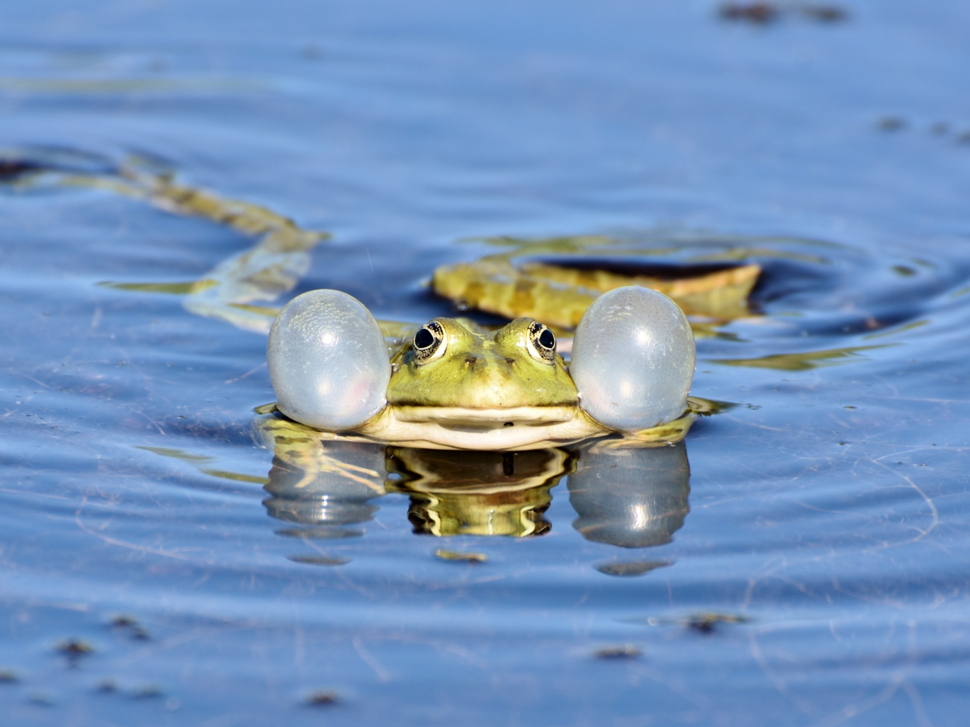 Green frog with puffy cheeks in the water