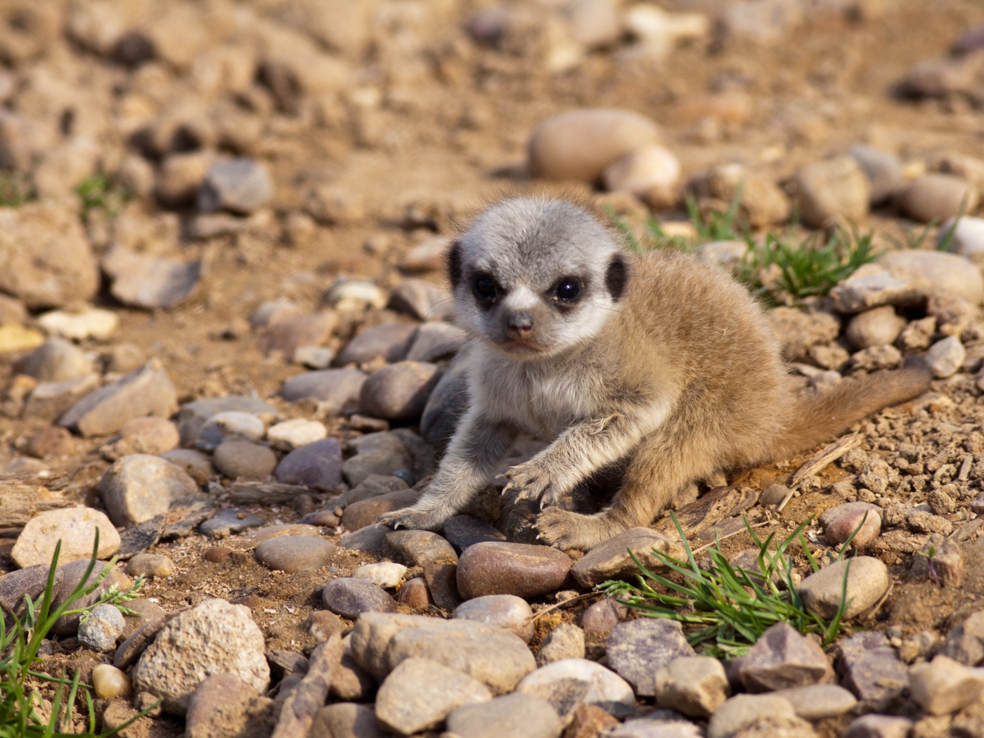 Маленький сурикат сидит на мелких камнях