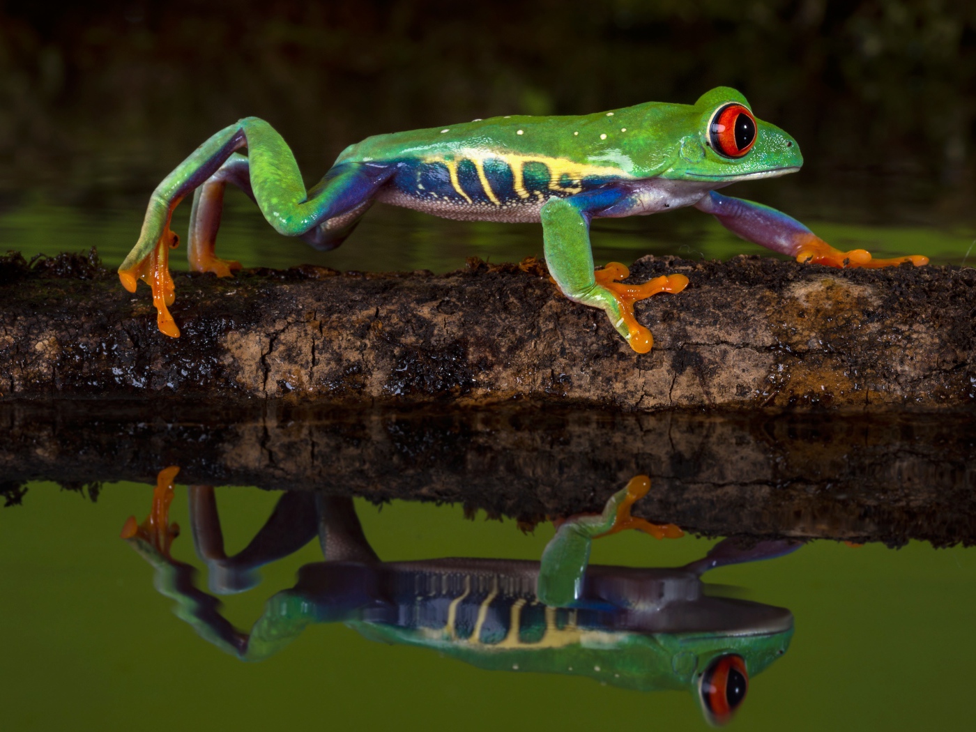 Красноглазая квакша на ветке в воде