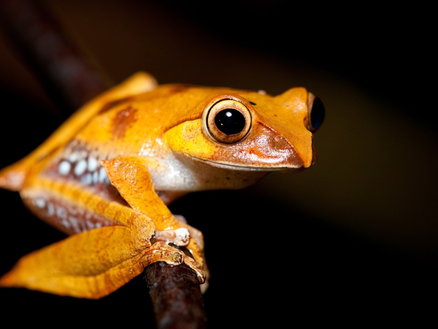 Желтая лягушка на ветке 