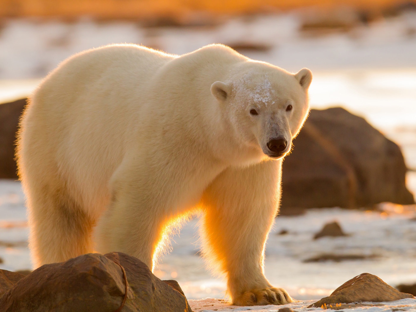 Большой белый медведь идет по камням при свете солнца