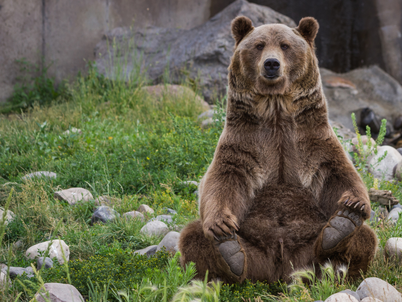 Большой бурый медведь сидит на зеленой траве