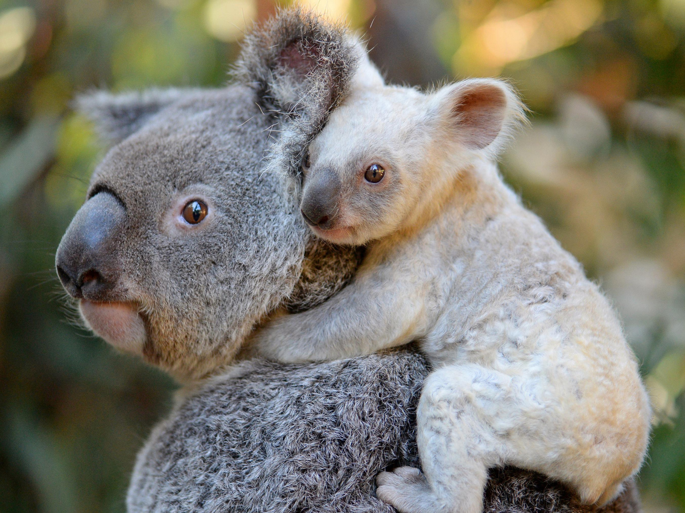 Коала с маленьким детенышем на спине