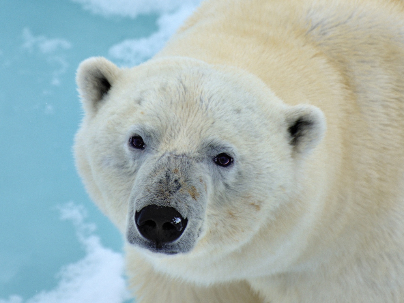Большой полярный медведь крупным планом