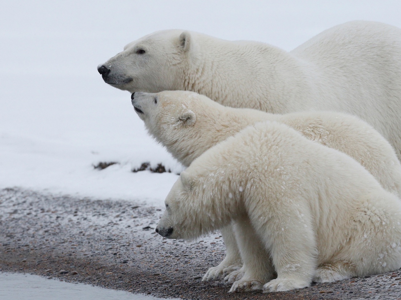 Большая белая медведица с медвежатами 