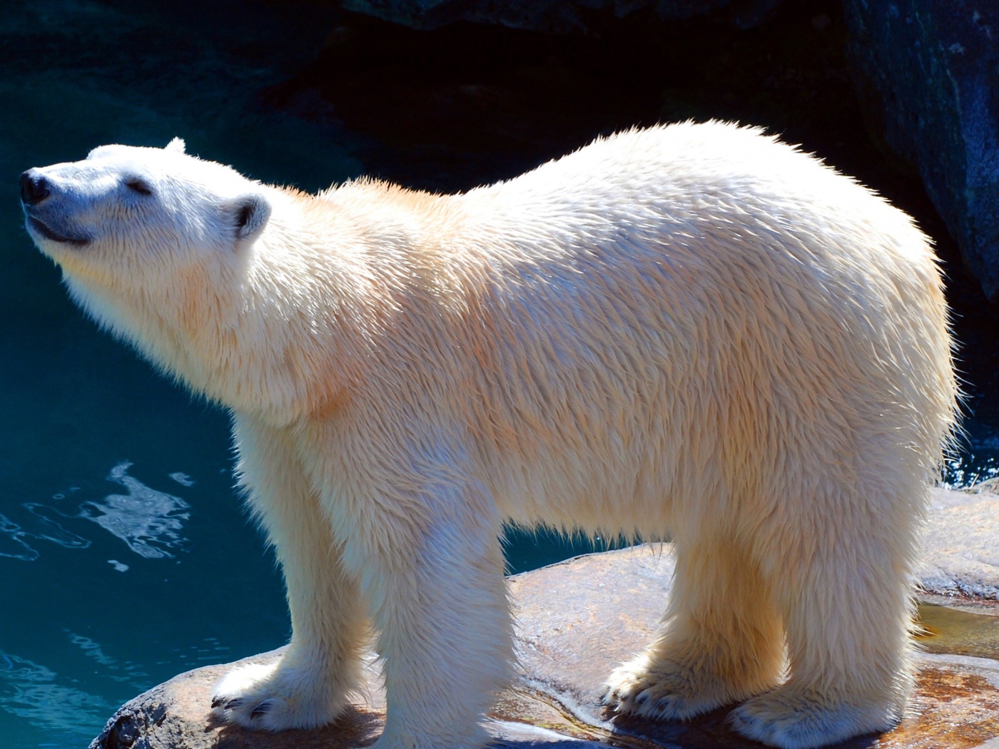 Белый медведь в зоопарке у воды