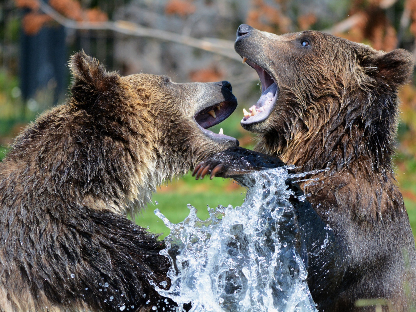 Two bears fighting in the water