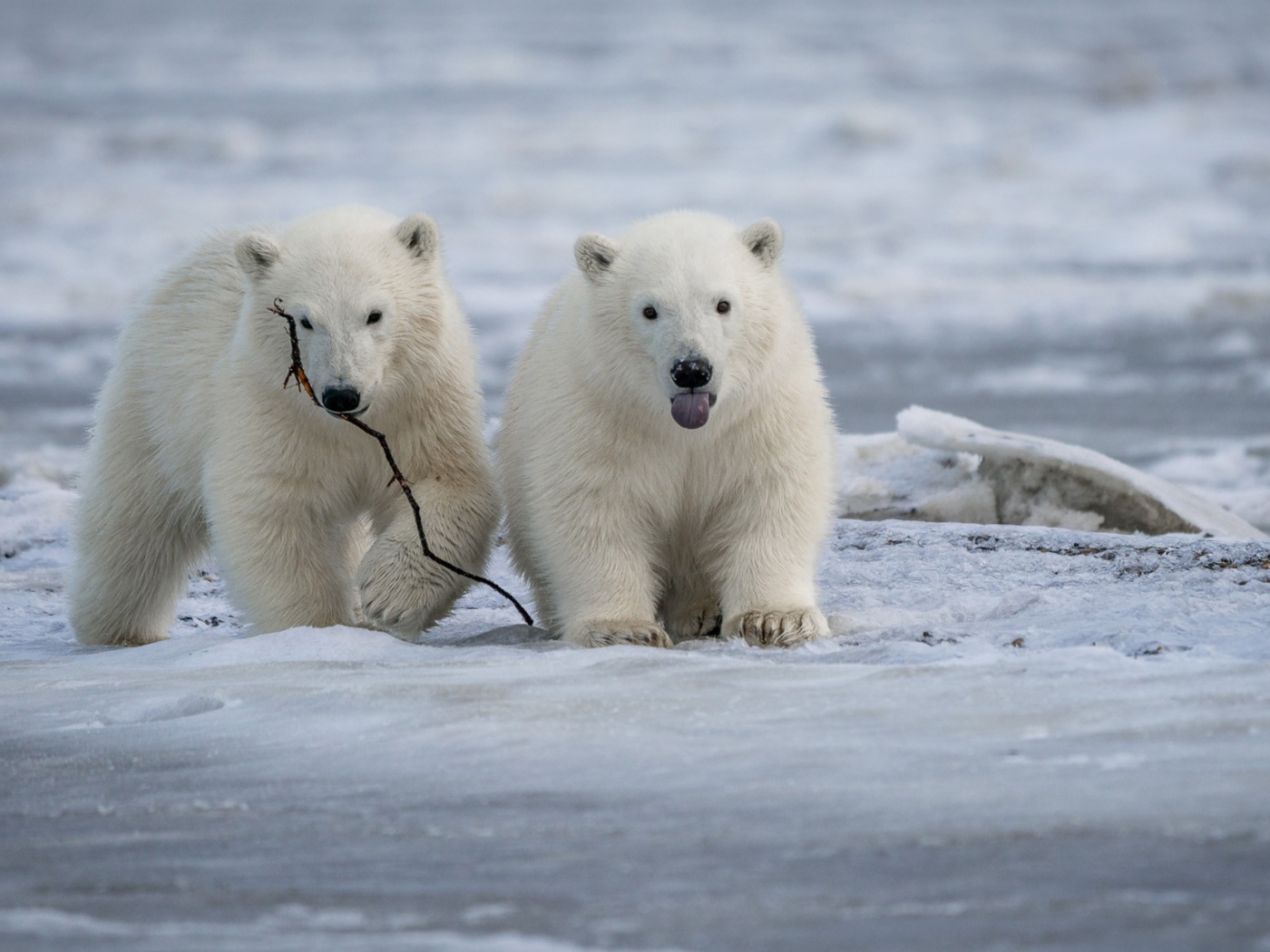 Два маленьких белых медвежонка на снегу
