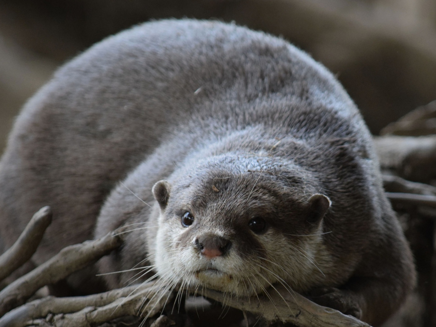 Серая выдра лежит на сухих ветках 