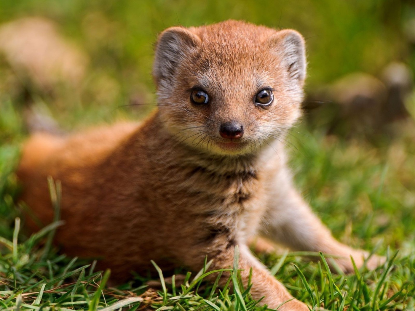 Маленький мангуст на зеленой траве