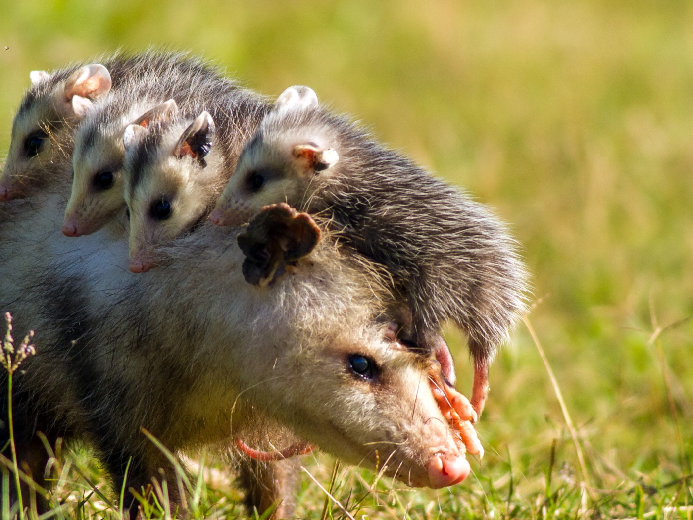 Opossum with cubs on the back