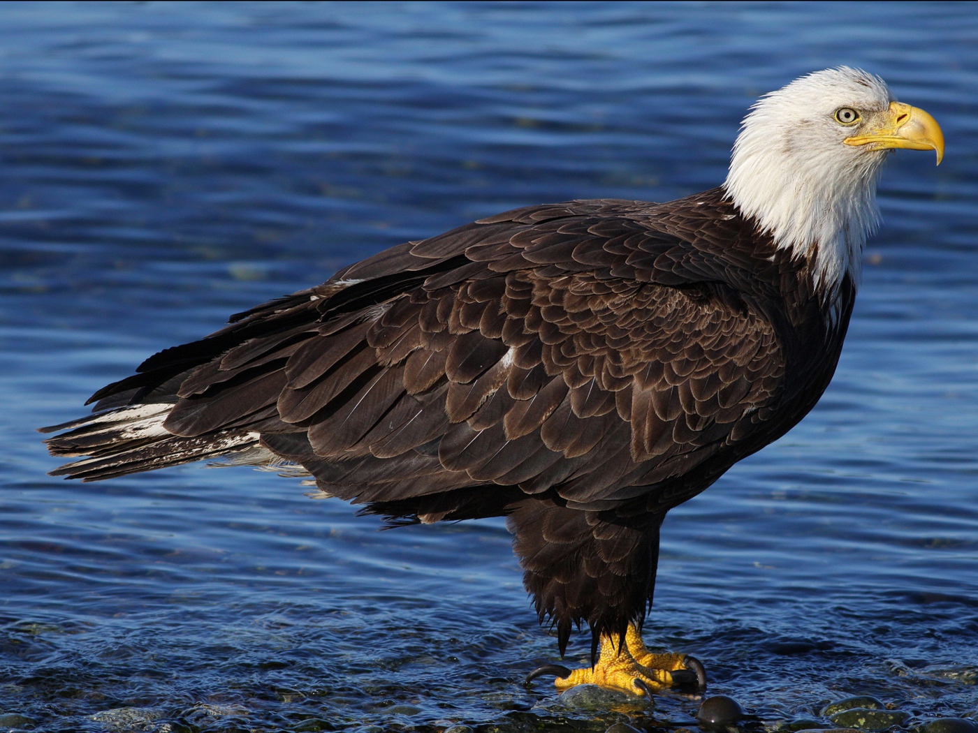 Красивый белоголовый орлан стоит в воде
