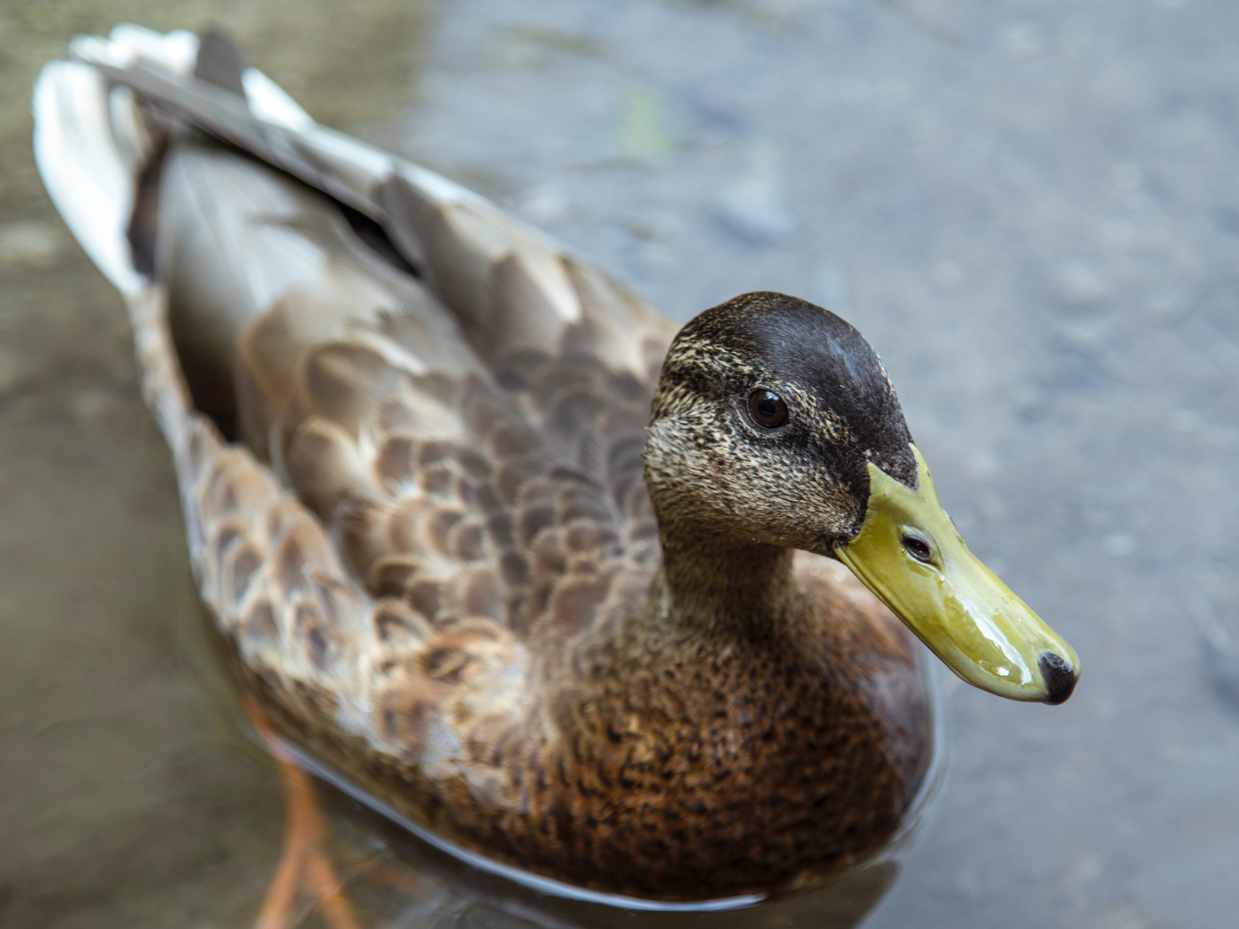 Большая серая утка плавает в воде