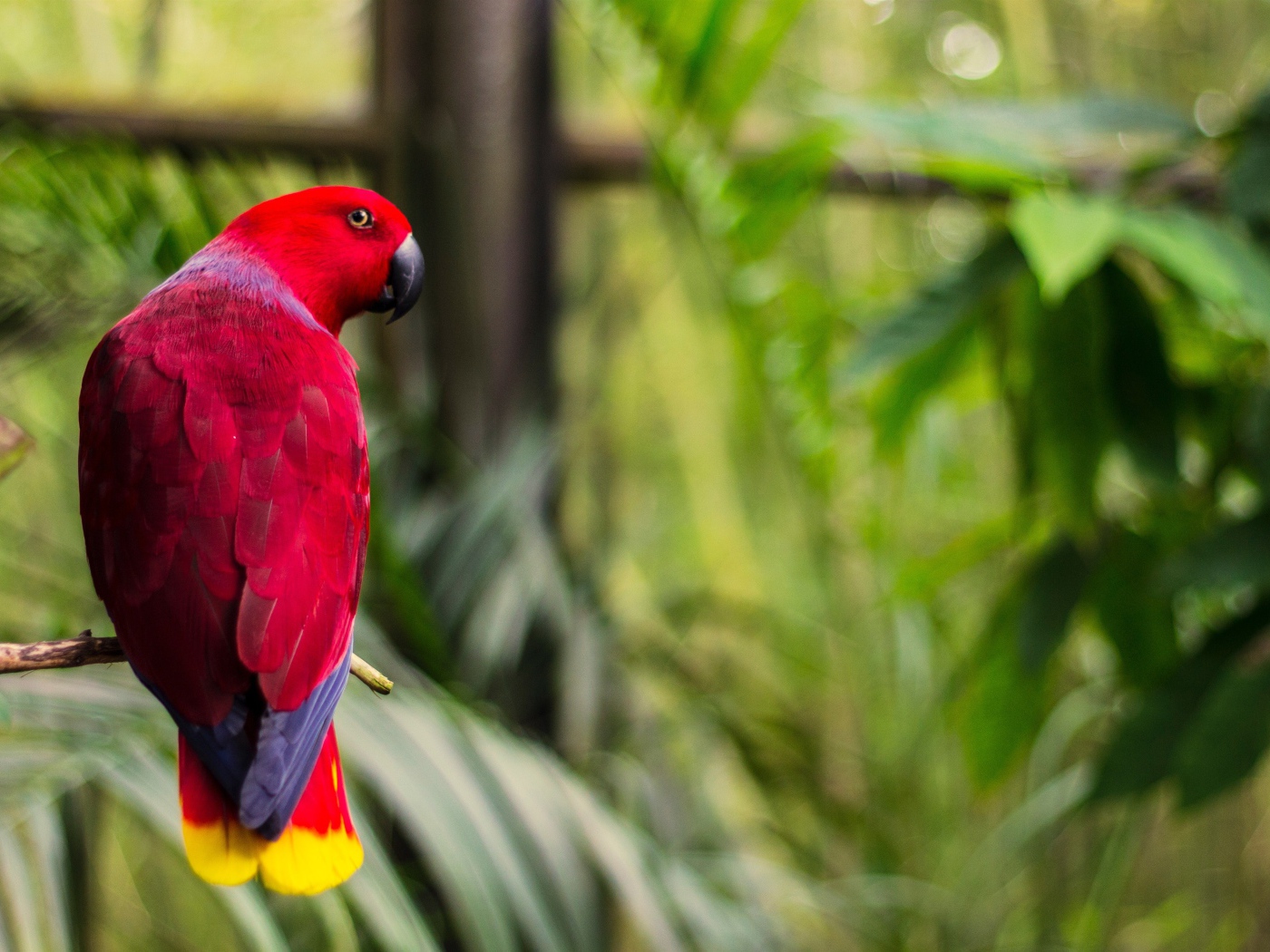 Розовый попугай сидит на ветке дерева