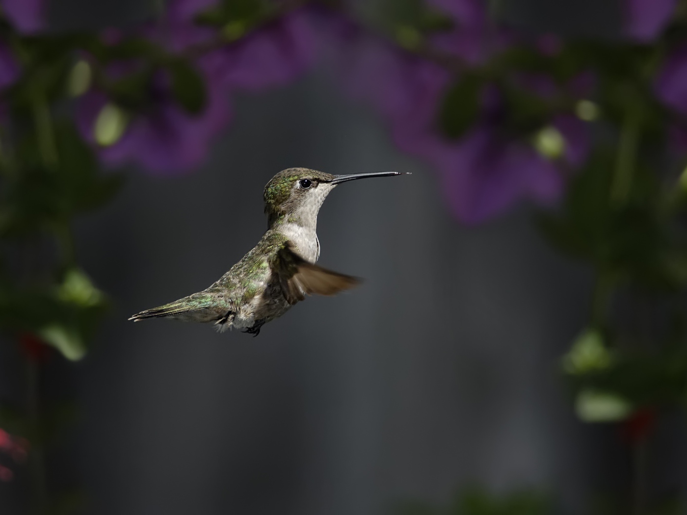 Маленькая птичка колибри крупным планом