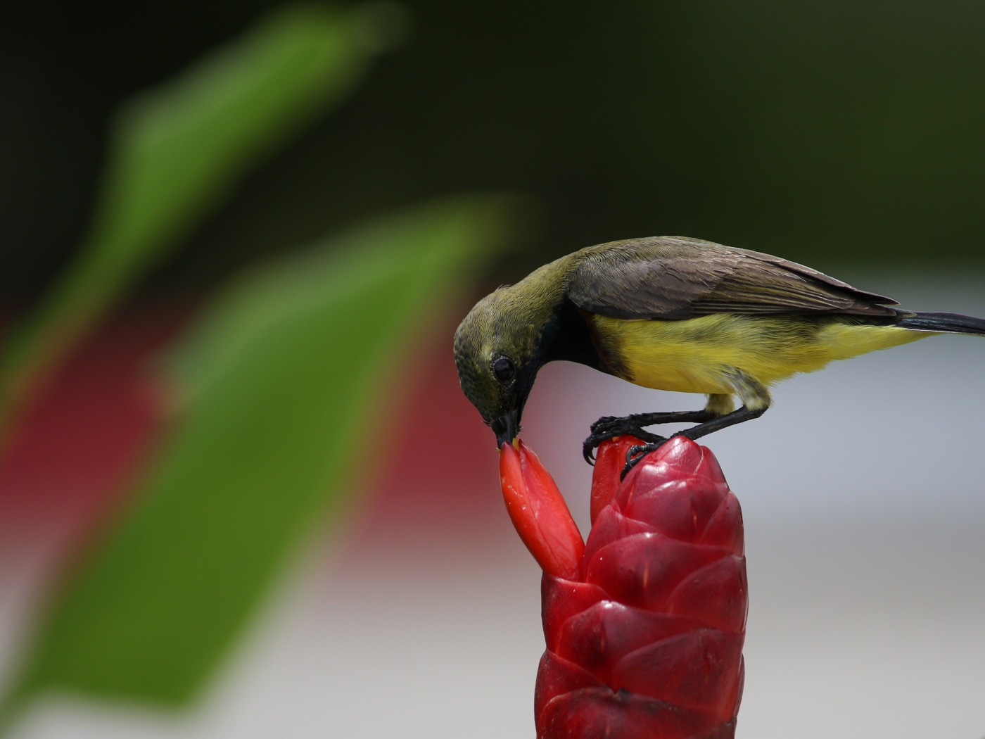 Маленькая птица колибри кормится на красном цветке
