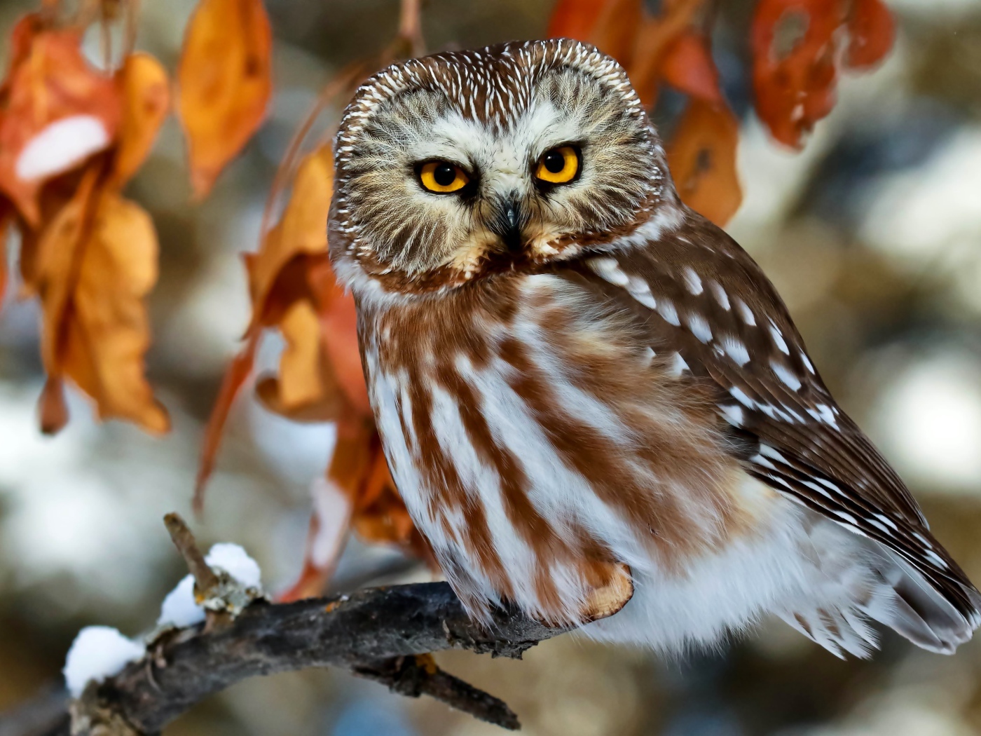 Красивая большая сова с желтыми глазами сидит на ветке