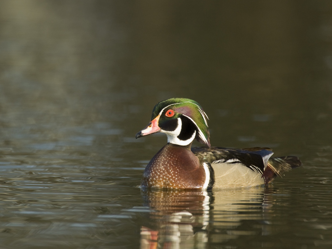 Красивая утка в воде крупным планом