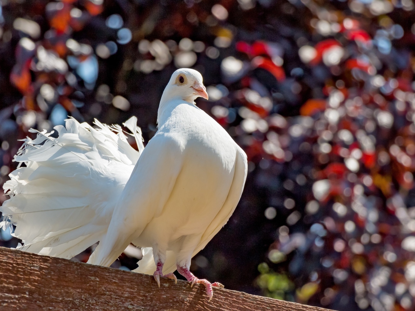 Красивый белый голубь крупным планом