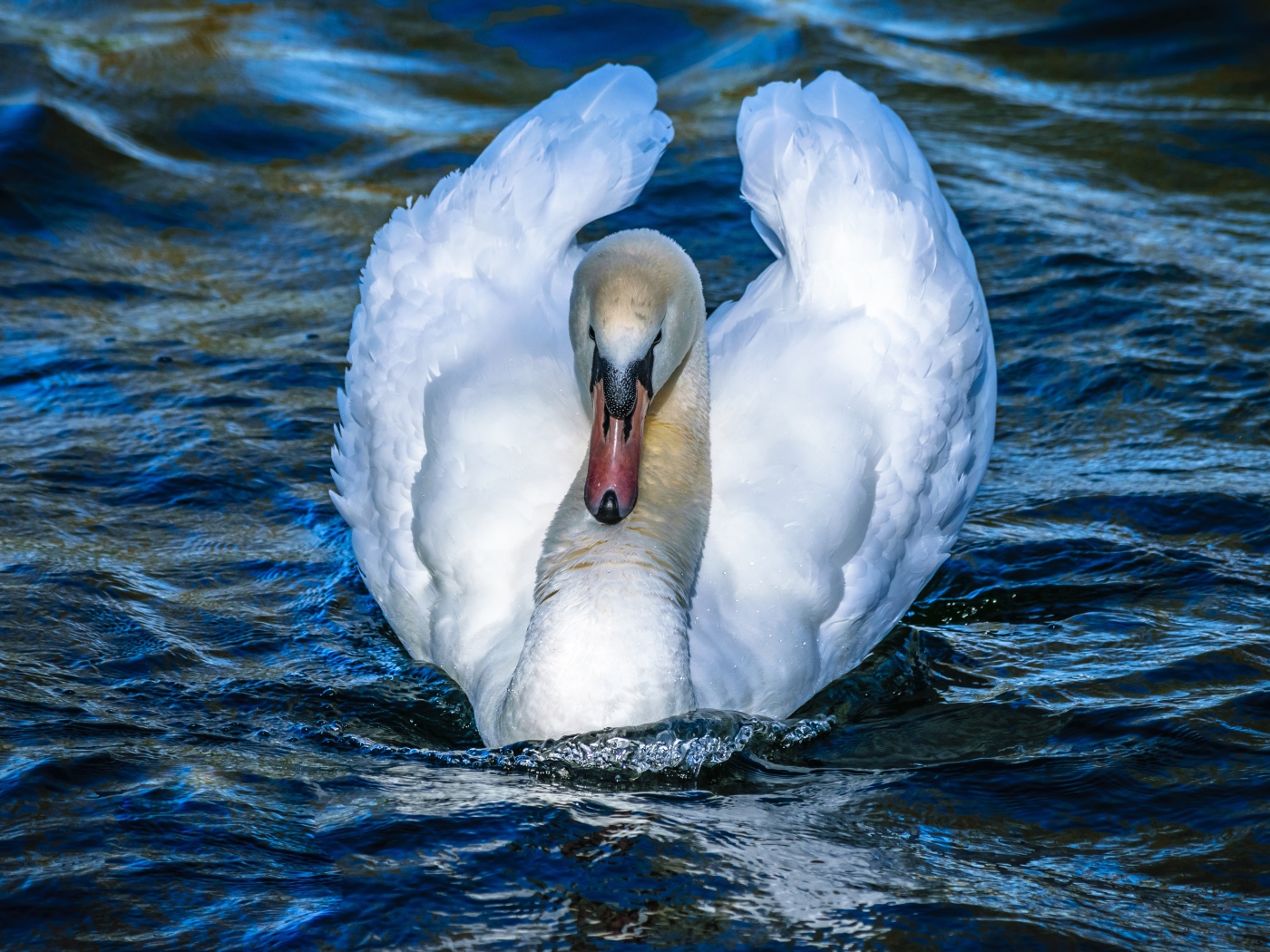 Красивый белый лебедь в воде крупным планом