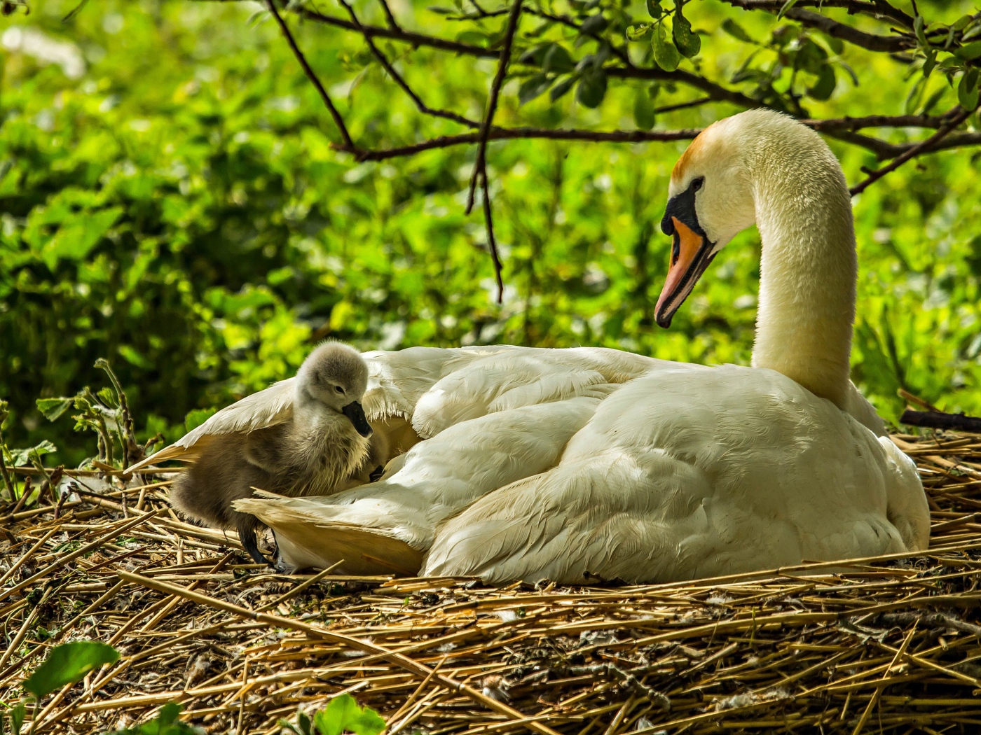 Красивый белый лебедь с птенцами в гнезде