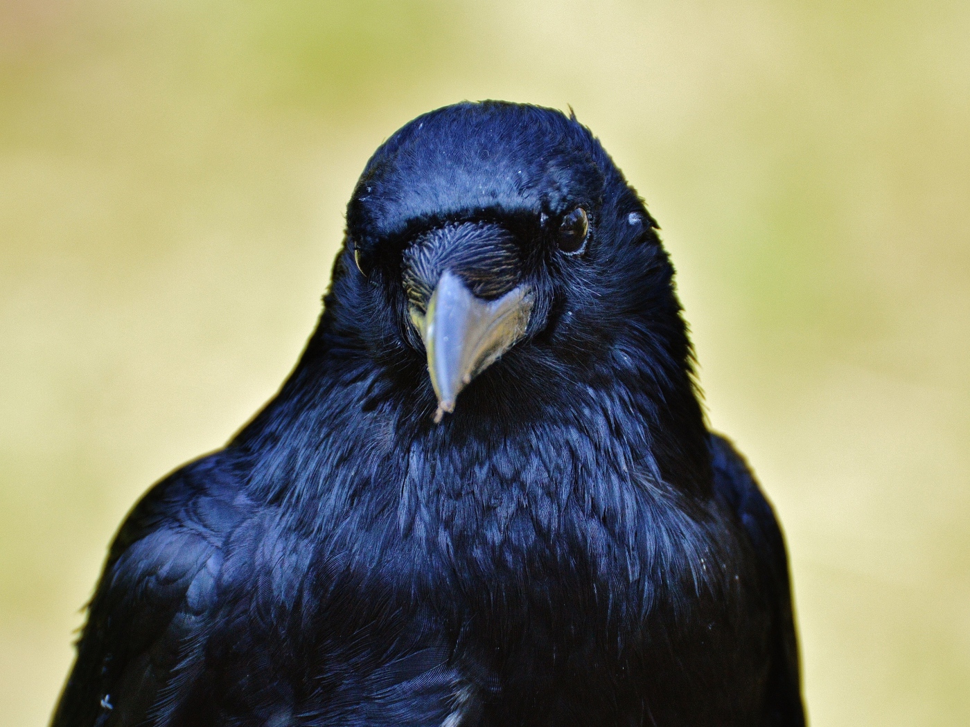 Черный ворон крупным планом