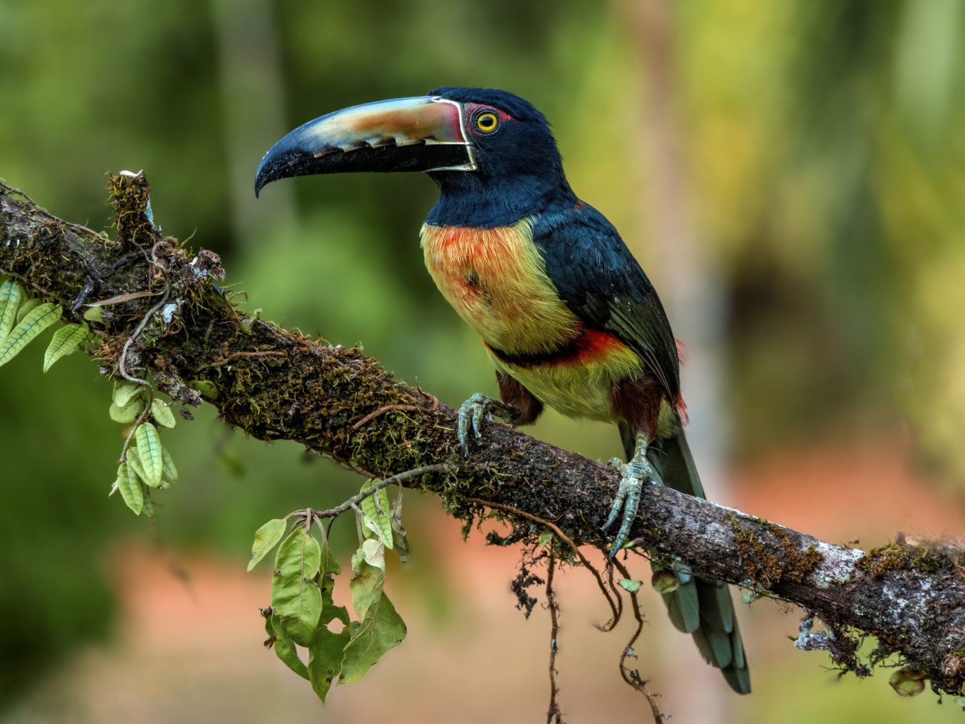 Ошейниковый арасари с длинным клювом на ветке