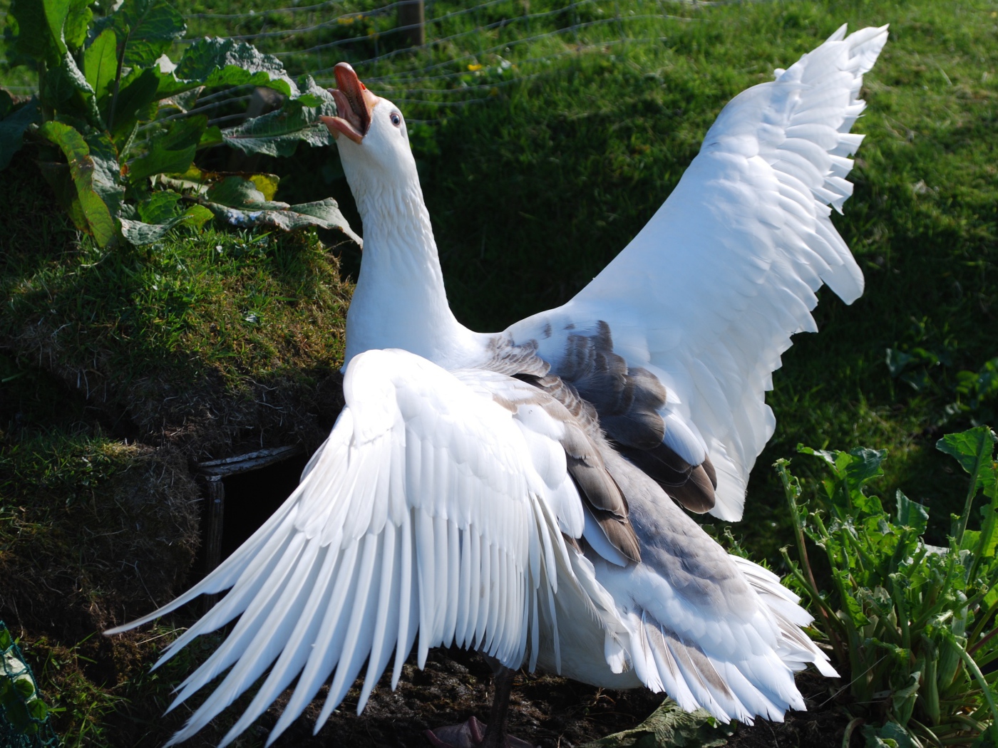 Злой белый домашний гусь