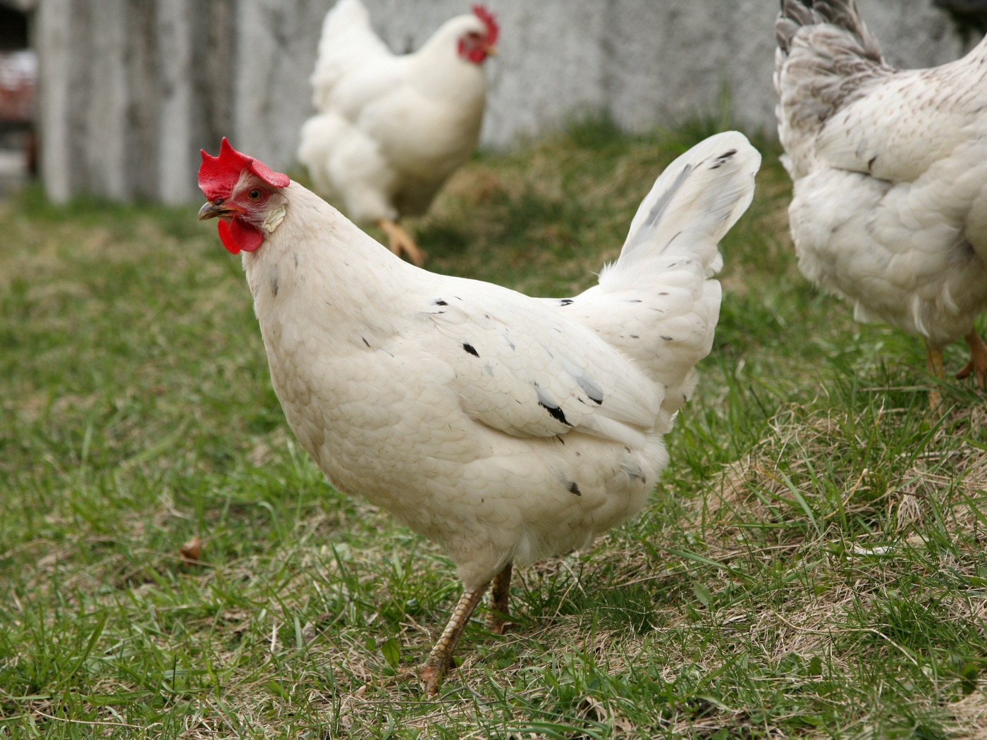 Домашние белые куры на зеленой траве