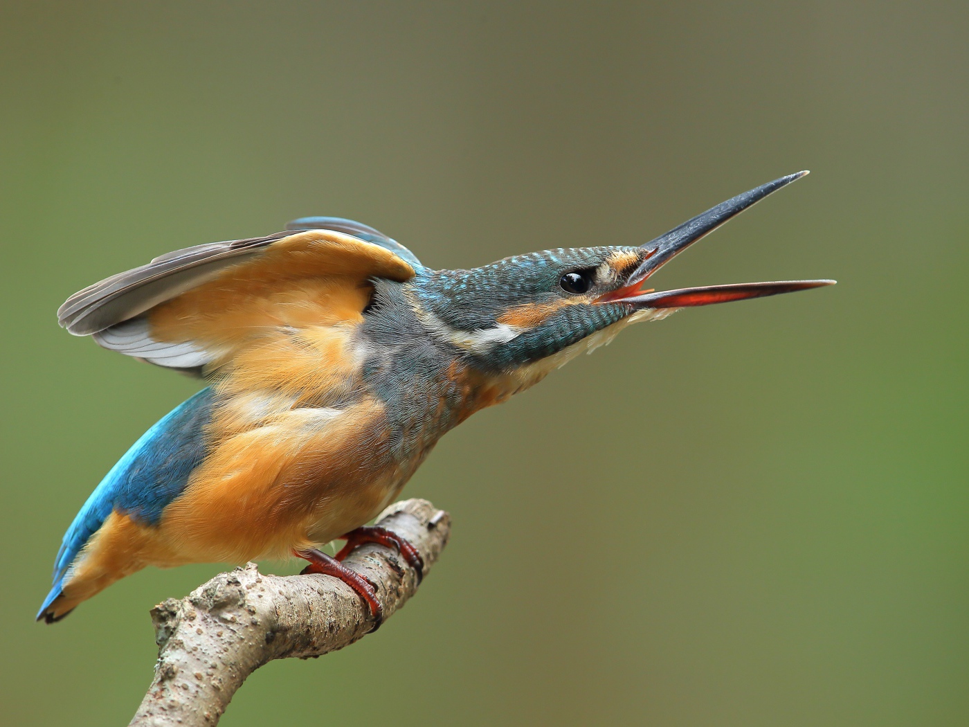 Зимородок с открытым клювом на ветке