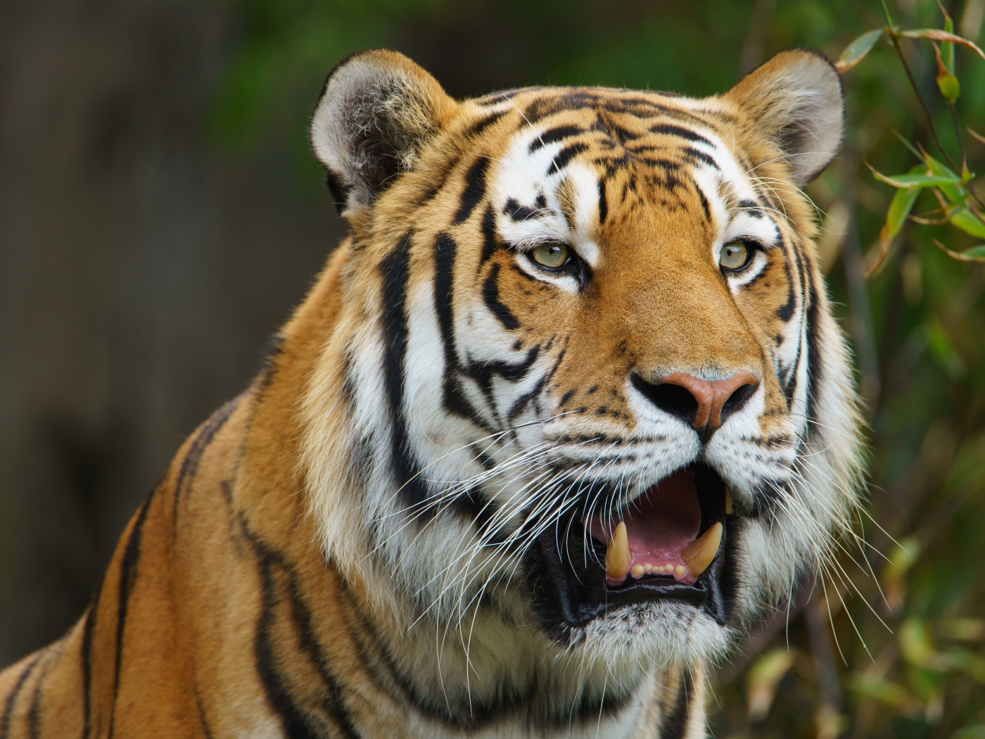 Большой тигр с открытой пастью