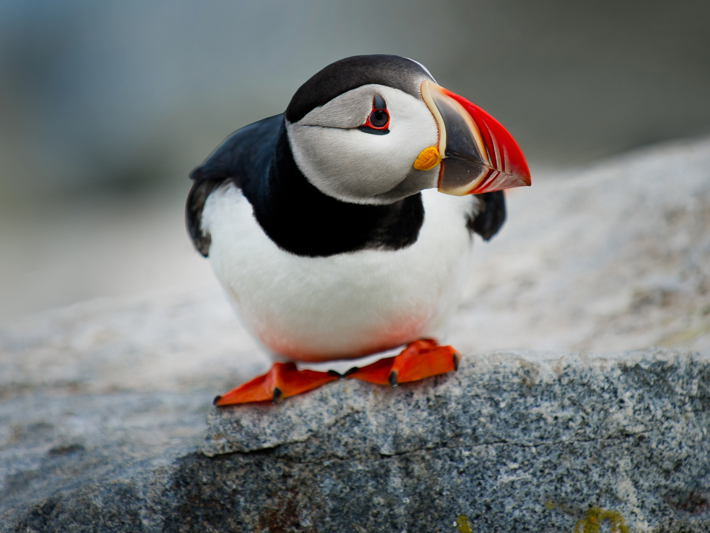 Маленький грустный тупик на камне