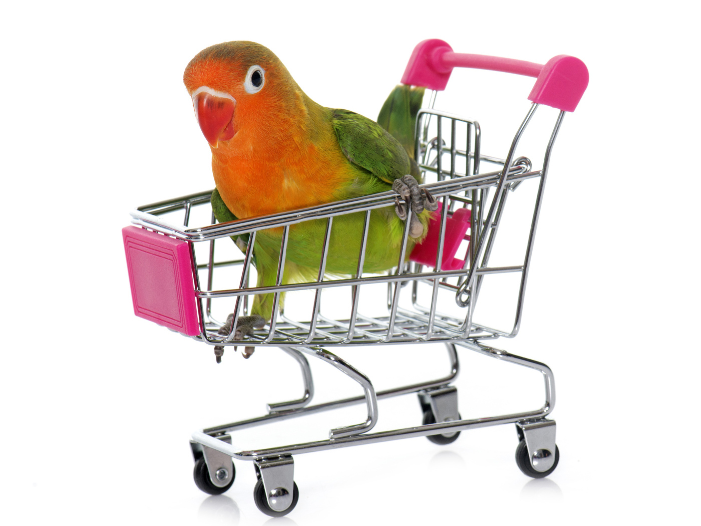 Попугай в маленькой тележке на белом фоне