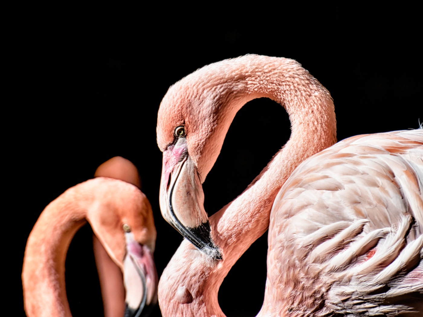 Розовый фламинго на черном фоне крупным планом