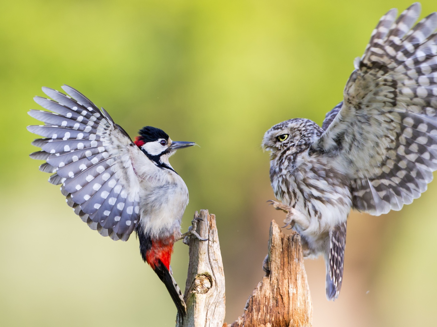 Ссора совы и дятла на сухом дереве