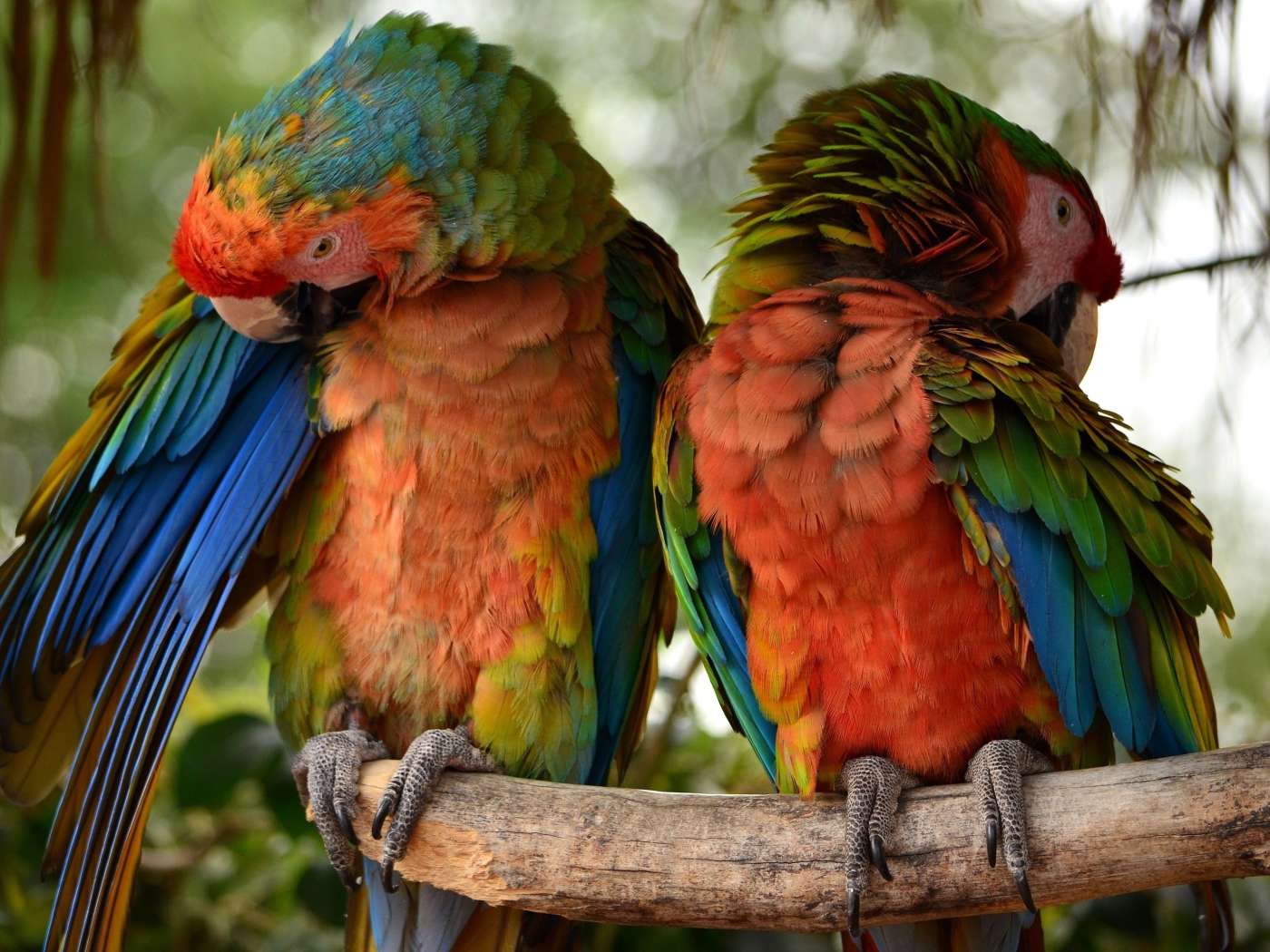 Два больших попугая сидят на ветке 