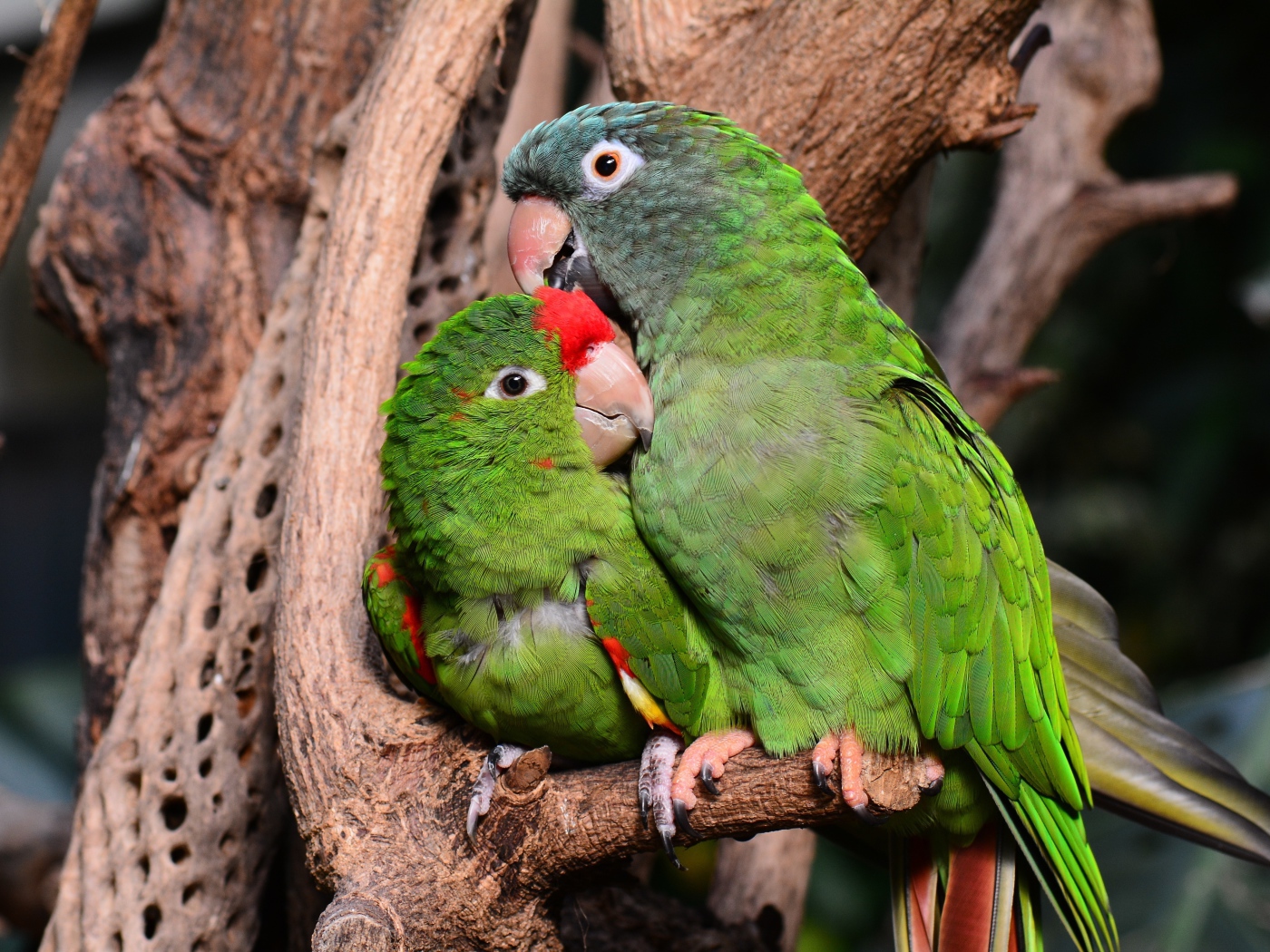 Два зеленых попугая сидят на дереве