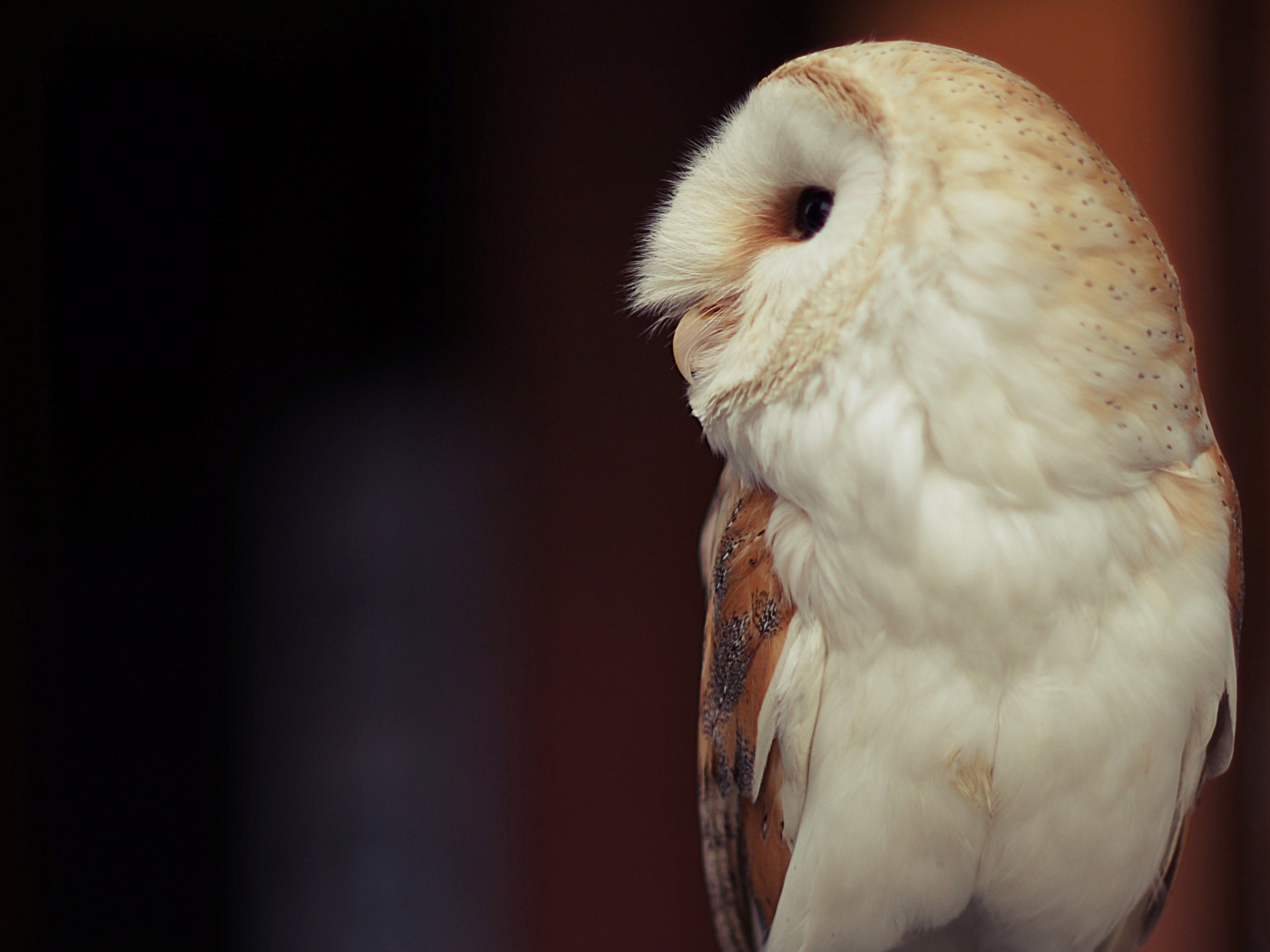 Белая большая сова вид сбоку 