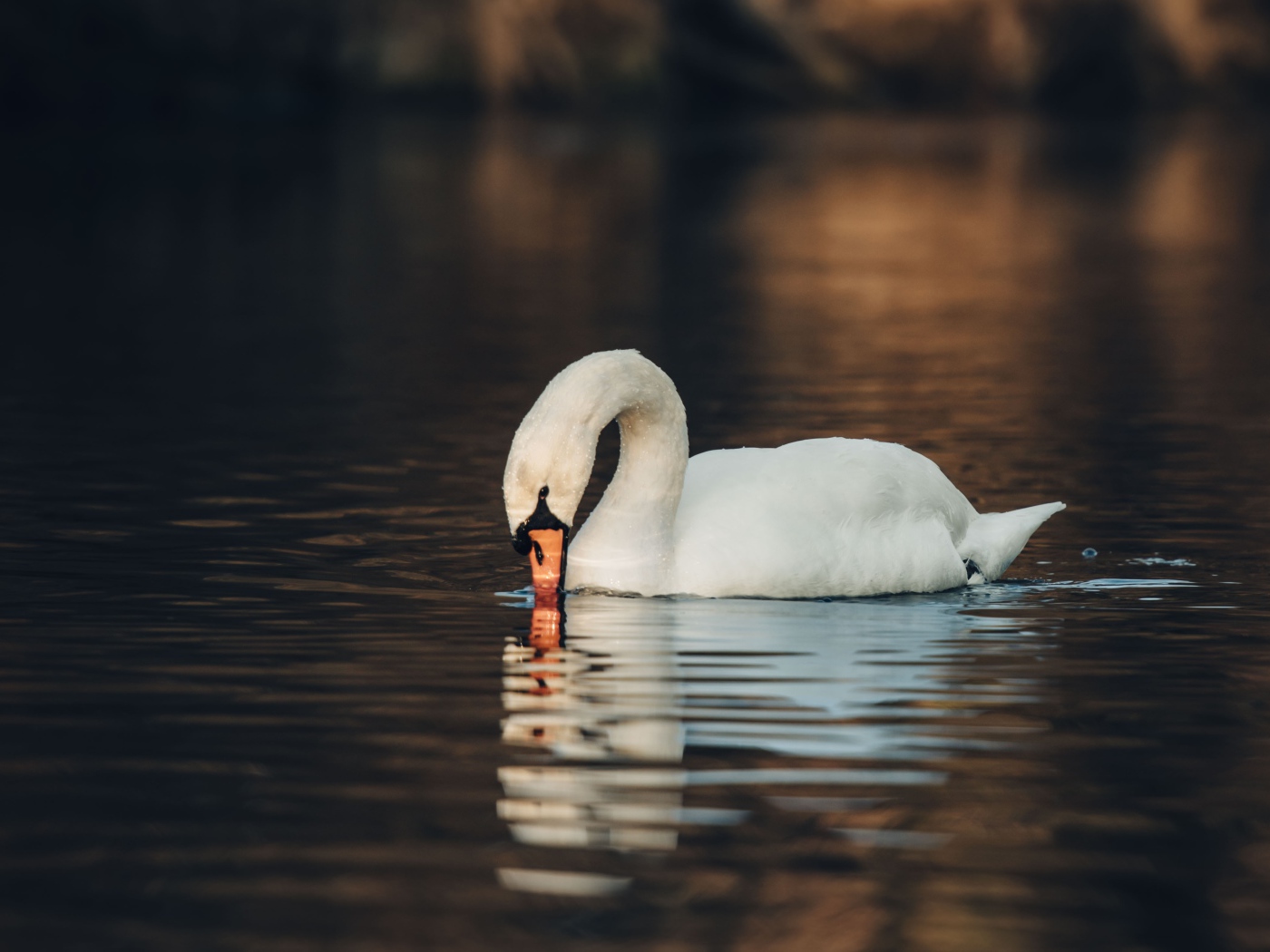 Белый лебедь шипун в воде