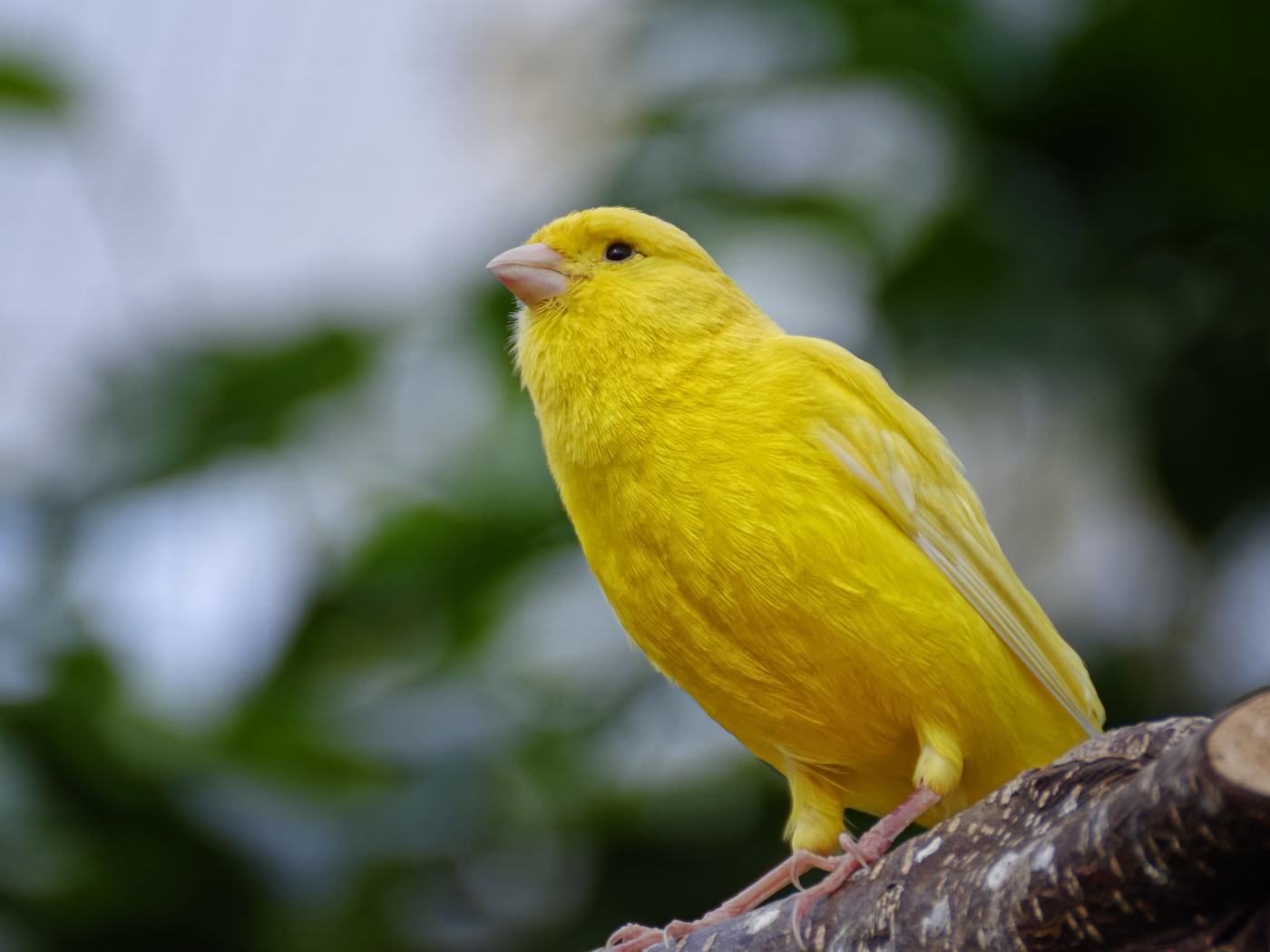 Желтая канарейка сидит на ветке