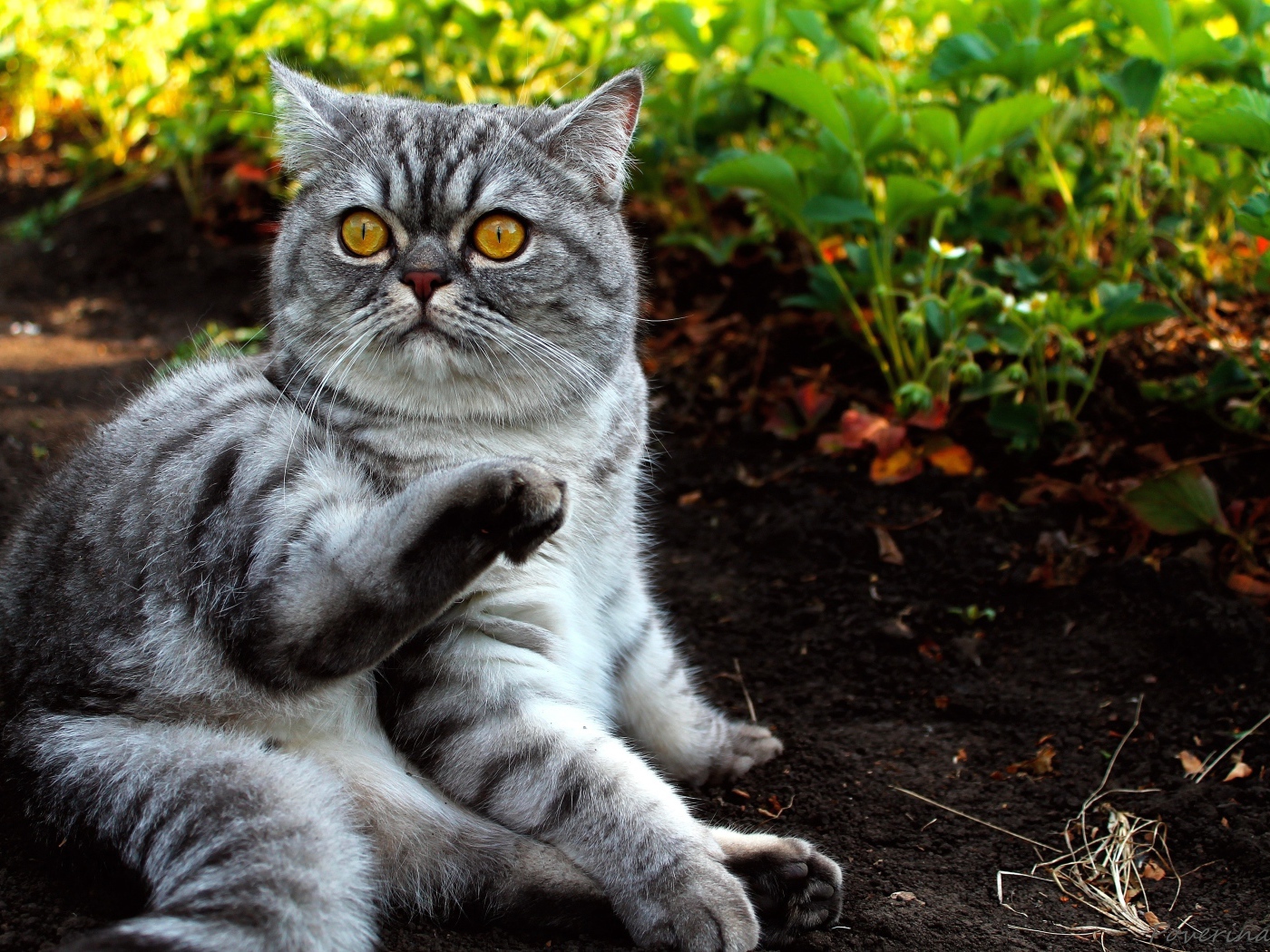 Шотландский кот лежит на земле в саду