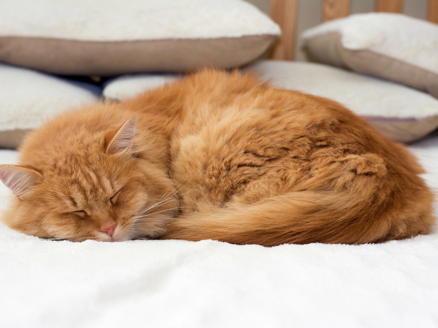 Красивый рыжий кот спит на кровати 